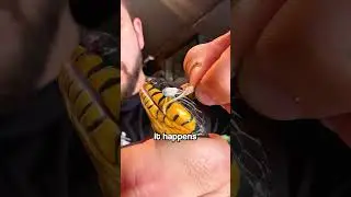 Увлекательный процесс сбрасывания кожи змеей