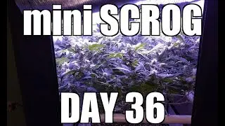 LOW BUDGET Indoor Cannabis Grow: mini SCROG - Day 36 of Flowering