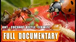 Survival: Ant, Termite & Coconut Beetle | Wildlife BBC Documentary