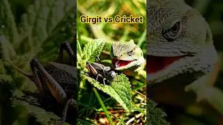 Girgit vs Cricket... #shorts #animals #nature