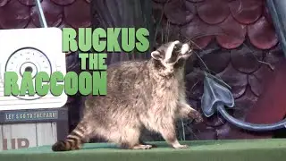 Ruckus The Raccoon - Animal Spotlight
