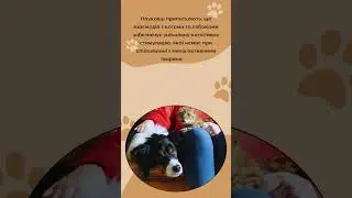 #користьтварин #AnimalTherapy #PetHealing #EmotionalSupportAnimals #DogLove #MentalHealthSupport