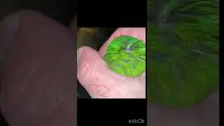 LOVEBIRd