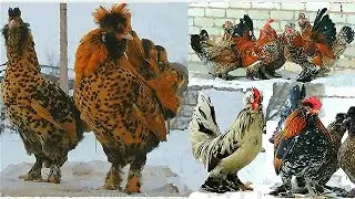 PAVLOV chickens  Altai Bantam Алтайская Бентамка ПАВЛОВСКАЯ ПОРОДА КУР