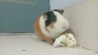 #guineapig #cuteguineapig #eatingcauliflower #cuteeating