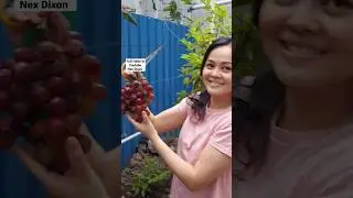 #anggur #grape #grapevine #gardening #garden   Harvesting Sweet & Yummy & Beautiful Grape in Garden