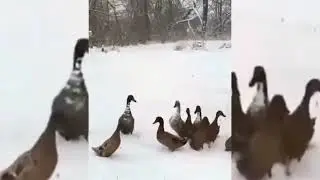 Talking animal voice over 😂🤣 #funny #comedy #funnyclips #us #