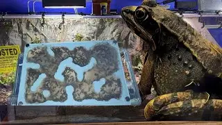 Wood Frog Care Tips with Esther &  Black Field Ants Colony Unboxing