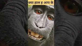 Funny Monkey Chatter #ytshorts 🤣🐒