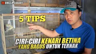 5 Tips memilih Kenari Betina yg bagus saat membeli