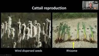 125 Cattails   friend or foe 20230816