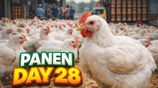 Day 28 | Saatnya panen 🐔