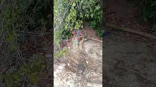 preserve  o  meio ambiente. Ilha de Paquet&aacute;, Rio de janeiro.
