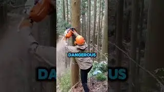 Deadly Logging Technique 😱 #logging #forestry #stihl #chainsaw #asmr