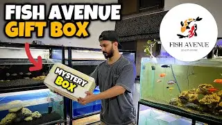 FISH AVENUE Live Fish Mystery Box Unboxed! What Did I Receive? - Imran's World