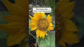 #Dwarf #Sunflower for small garden 🌼🌼 🐰
