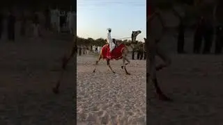 Thrilling Camel Race Rally! | Traditional Camel Racing Culture | Dubai Vibes Camel Rally#dubai_camel