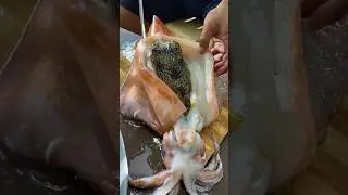 Gutting a Squid and Discovering a Porcupine Fish Inside! | Catch & Cook Seafood Surprise