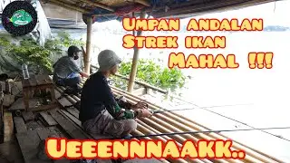 mancing ikan bloso || umpan mancing ikan betutu paling ampuh || jackpot ikan cantik #mancingbetutu
