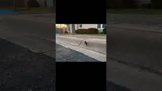 The best Amazon rc motorcycle! This thing does it all!