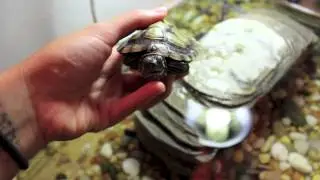 Shatter1nglass Introduces: TODO THE TURRRRRTLE!