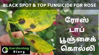 Rose Black spot disease and best fungicides in Tamil (ரோஜாவிற்கு சிறந்த பூஞ்சைக் கொல்லி)