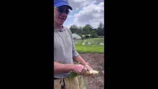 Adam Explains: Corn Ear Worms