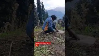 Nomadic Shepherd's Life in jungle ⛰️ Himachali Life @LifeCamping
