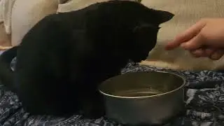 Габриэль и Майя. Габриэль пытается принять птичью ванну. 🛁🐕🐈‍⬛️🐾❤️ #youtubevideo #cat #dog #cutea...