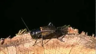Grillon des bois.wmv