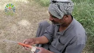 تكريب النخيل