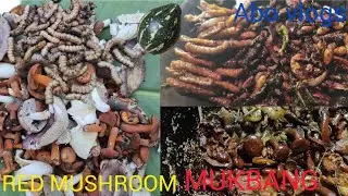 Naga cook mushroom with worms/my favorite pumpkin and Dall/ @Abo vlogs