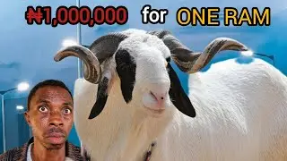 ₦1,000,000 for One Ram?! What&rsquo;s Going On This Sallah? (2025) #seo #sallah #ileya
