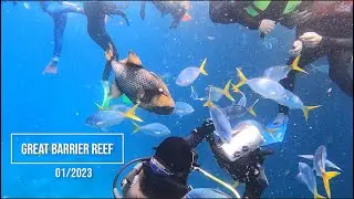 Great Barrier Reef / Moore Reef