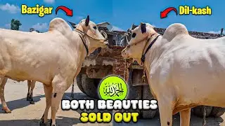 Aaj Weron k Sath Akhri Din , Alhumdulillah ♥️ Both Beauties Sold Out Bakra Eid Collection 2026...