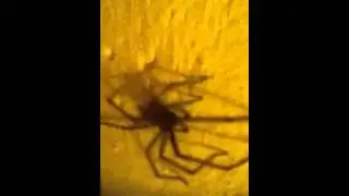 Massive spider phenomenon
