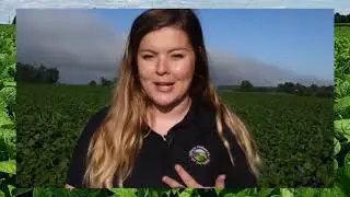 How Does A Soybean Plant Grow?