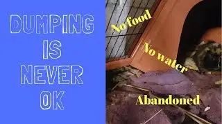 Guinea pig dumped in cage #stopthedumping