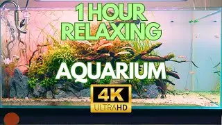 1 HOUR 30 MINUTES OF PLANTED AQUARIUM WITH RELAXATION MUSIC CINEMATIC AQUARIUM FISH TANK ASMR IN 4K