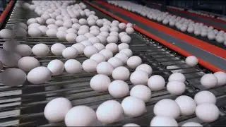 Amid avian flu surge, Franklin County farm works to ease egg shortage