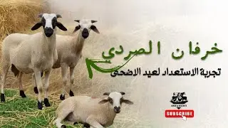 من سوق المنابهة للكوري.. هكذابديت كنوجد خرفان الصردي للعيد