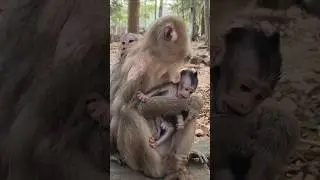 Heartwarming Beautiful lovely monkey Grandma holding comforting Bessie ❤️ #shorts #viral #cute