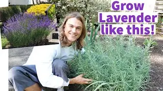 LAVENDER - How to Plant Lavender & Grow Bushy Plants with lots of Flowers