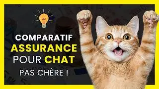 ASSURANCE pour CHAT : Laquelle Choisir ? | COMPARATIF : Meilleure Assurance Chat Pas Ch&egrave;re