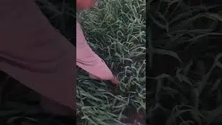 قمح عمر٤٥ يوم