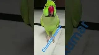 suga wala vigo video Shorts 🙏😭💚👍🍅💃