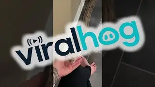 Reticulated Python Noodle || ViralHog