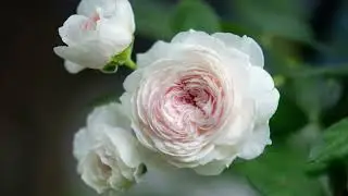[Kordes] Herzogin Christiana/Earth Angel  Rose 2022