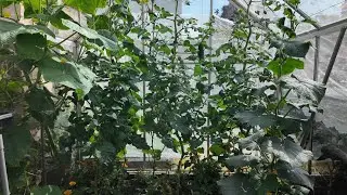 Garden and competitions update & cucumber harvest 