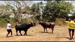 Narco vs soldier # Goan bullfight   winner Narco